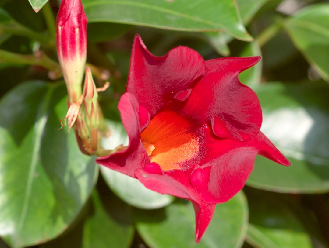 7 квітів, які можна висадити влітку. Вони люблять сонце і тепло